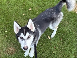 Alaskan Malamute - 🐾 Meet Lamb — The Sweetest 6-Month-Old Husky Mix Looking for His Forever Home available for adoption in Tempe