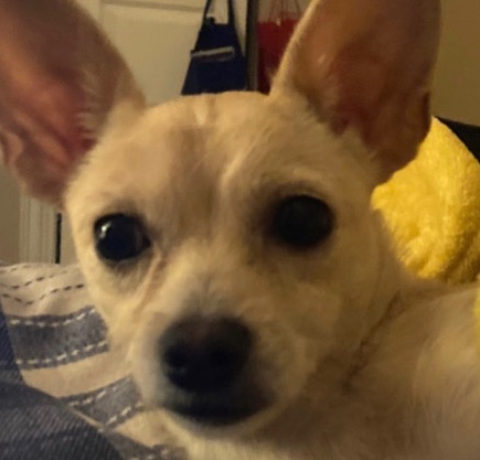 Chihuahua – rehome ( text me in telegram : fishii996 )