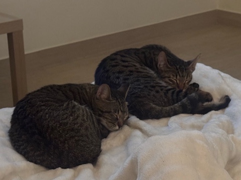 Russian White, Black and Tabby – Tabby Sisters – Dubai