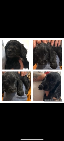 English Cocker Spaniel – cocker spaniel puppies