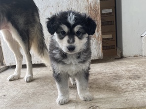 Siberian Husky – Swiss Shepard x husky puppies