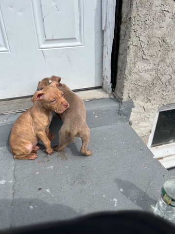 American Pit Bull Terrier – bluey & cinnamon