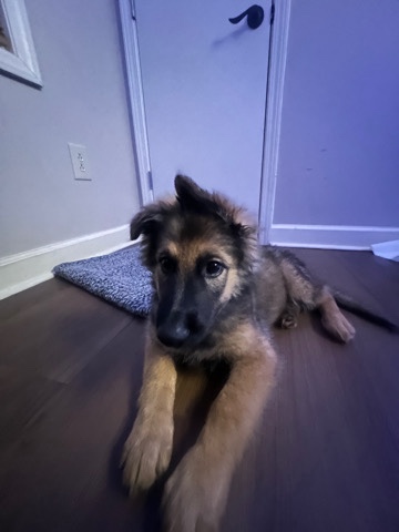 German Shepherd – Zeus 11 weeks old