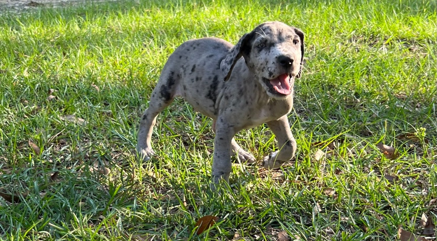 Great Dane – AKC Great Dane