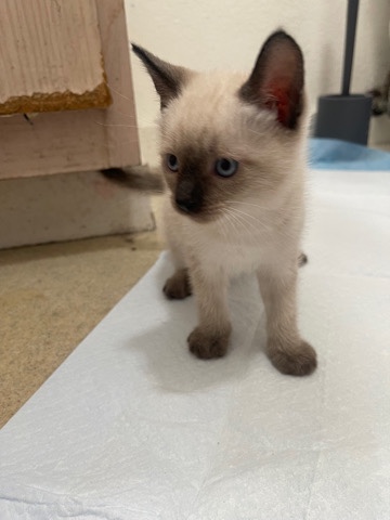 Siamese – Siamese kitten