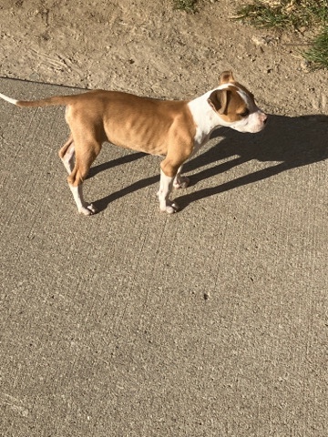 pit