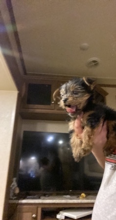 Yorkshire Terrier – My little babies