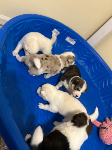 Australian Shepherd – Australian Shepherd/ Husky Puppies