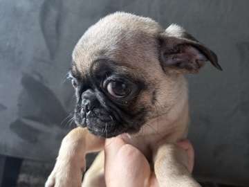 Pug – pugs – Pflugerville