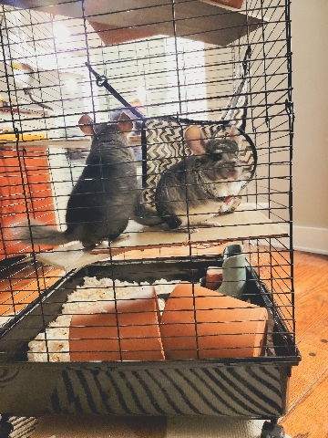 chinchilla – Pair of male chinchillas