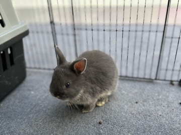 Dwarf Rabbits – Ajman