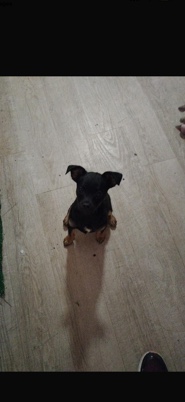 Chihuahua