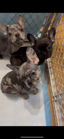 French Bulldog – female French Bulldog for sale