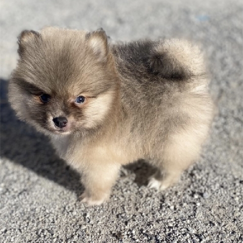 Pomeranian – Lovely Pomeranian Puppy