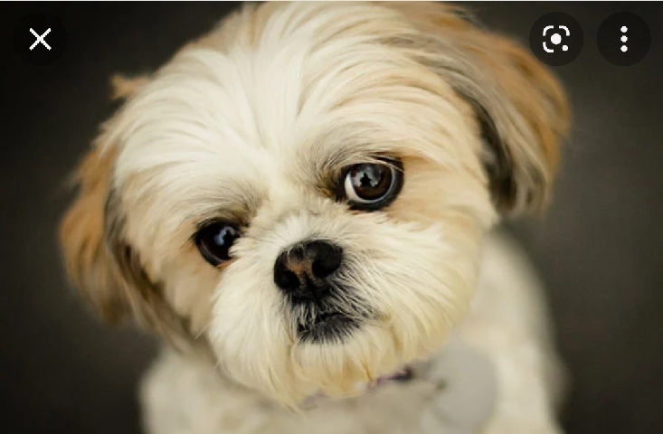 Shih Tzu – Re-home Chihuahua and Shih Tzu mix