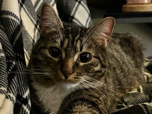 Russian White, Black and Tabby – Friendly companion – Olympia