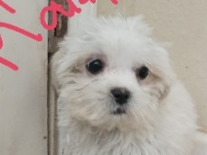 Maltese – female maltitzu