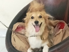 Pomeranian – sweety – Hyderabad