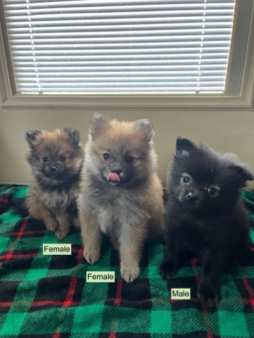 Pomeranian – Pomeranian Puppies