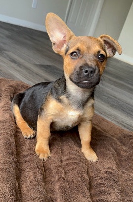 French Bulldog – Frenchie and Chihuahua mini Mix