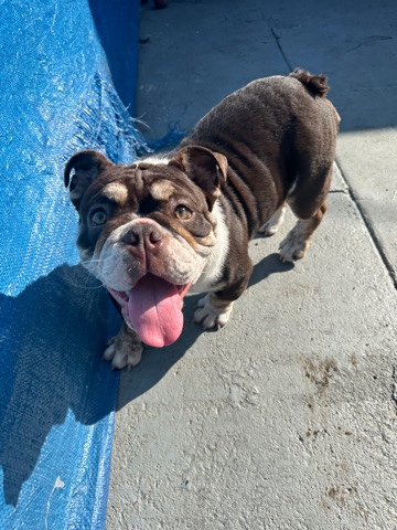 Olde English Bulldogge – Girl & Girl - English Bulldogs- South Central- Dm me