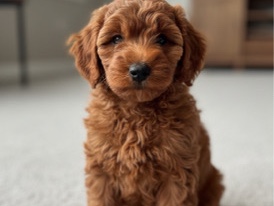 Goldendoodle – Goldendoodle Puppy – Dunkirk