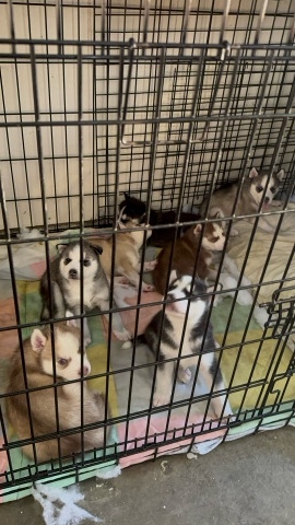Siberian Husky – Siberian husky’s