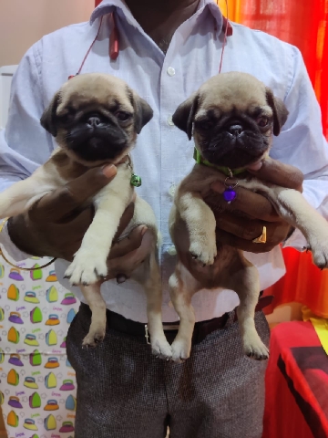 Pug – Female pug for sales