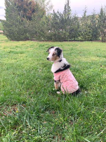 German Shepherd – Mini Aussie