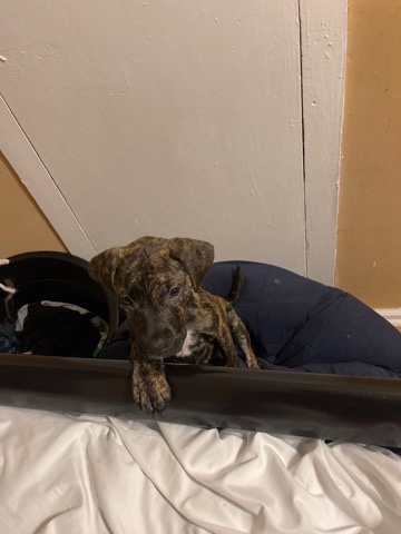 Plott Hound – need new home ASAP
