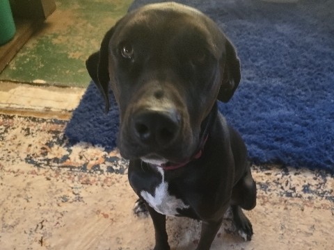 Great Dane – Leaving Winslow, AZ; need a home for this energetic little guy. – Winslow-Holbrook