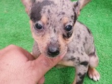 Miniature Pinscher – Pincher Miniatura – La Carlota