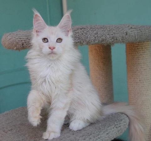 Maine Coon – Mainecoon