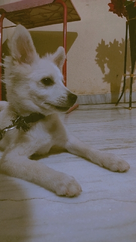 Pomeranian – Pomeranian puppy