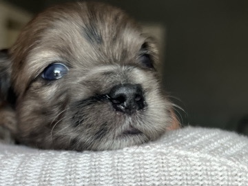 Mal-Shi – Malshipoo’s – Fall River