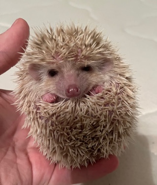 hedgehog – 2 male baby hedgehogs
