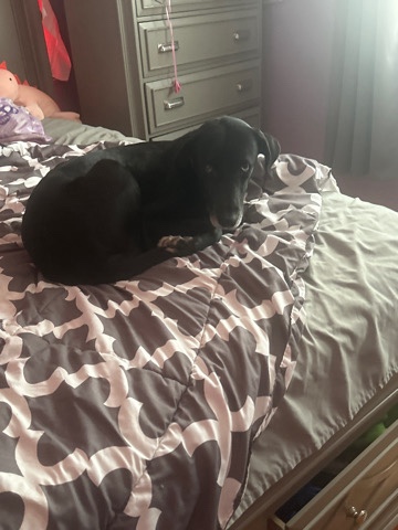 Weimaraner – Free dog - Femal Weimaraner black