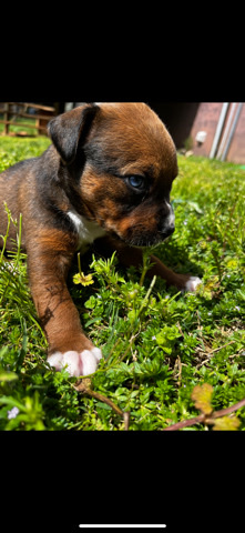 American Pit Bull Terrier – puppies for sale!