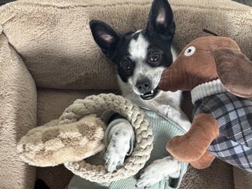 Jack Russell Terrier – 🐾 Loving Home Needed For Bentley 🐾📍 Alexandria, VA – Alexandria