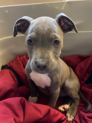 American Pit Bull Terrier – 10 week old chole