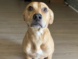 Rhodesian Ridgeback – Rehoming Scooby – Broken Arrow