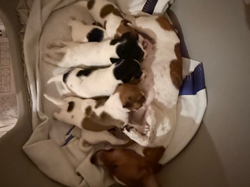 Jack Russell Terrier - JACK RUSSEL PUPPIES - HEAVILY REDUCED available for adoption in Hastings