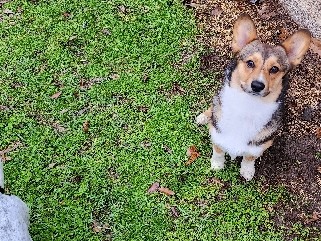 Pembroke Welsh Corgi 