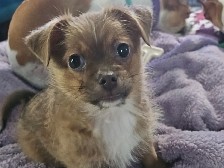 Chihuahua – Chihuahua mix puppy – Little Canada