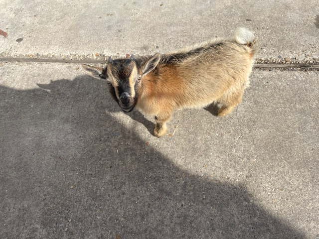 pygmy goat