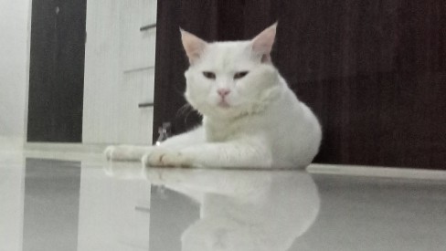 Bombay – Donut cat male for sale