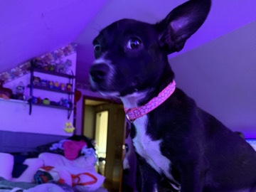 Jack Russell Terrier – puppy – Syracuse