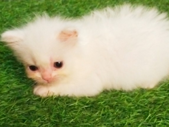 Persian (Traditional) – Healthy traditional Persian kitten for sale – Alappuzha