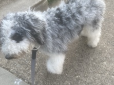 Poodle – blue eyed Sheepoodle – Philadelphia