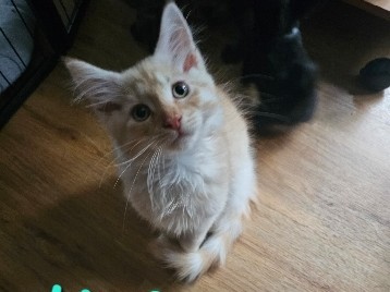 Maine Coon – zuckersüßer Maine **** Kitten dürfen ausziehen